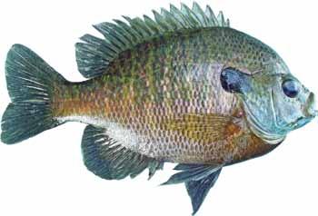 White crappie are found in streams, lakes and slow-moving areas of large rivers, and they thrive in small lakes and reservoirs. They are more tolerant of muddy waters than black crappie.