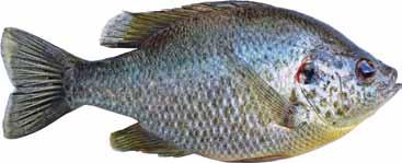 Redear Sunfish: (Lepomis microlophus) Other names: shellcracker, stumpknocker, chinquapin, bream Redear sunfish prefer warm, clear, non-flowing waters containing vegetation, stumps, logs and other