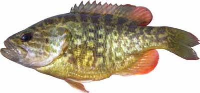 Warmouth: (Lepomis gulosus) Other names: warmouth bass, goggle-eye, bream, red-eyed bream, stumpknocker TWRA Staff Warmouth inhabit relatively shallow, slow-flowing, mud bottom creeks, ponds, lakes,