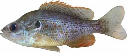 Orangespotted Sunfish: (Lepomis humilis) Other names: redspotted sunfish, dwarf sunfish, sunperch Orangespotted sunfish are found in quiet streams and vegetated lakes, ponds and reservoirs.