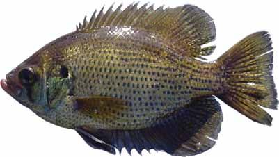 With a range of 1 to 4 inches, this sunfish averages 2 inches in length and is one of the smallest of the sunfish family. The state record is 5 ounces.
