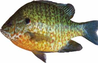 Longear Sunfish: (Lepomis megalotis) Other names: bream, sunperch, pumpkinseed Although longear sunfish now thrive in reservoirs, they typically inhabit creeks, small streams and rivers.