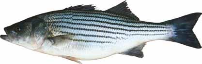 Temperate (True) Bass As their name implies, these fish are true bass, as opposed to the black bass, which are actually members of the sunfish family.
