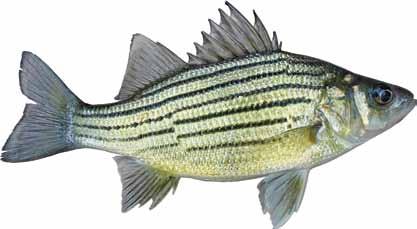 Yellow Bass: (Morone mississippiensis) Other names: brassy bass, striped jack, stripe, yellow belly, barfish Yellow bass are found in quiet pools and backwaters of large streams, lakes and reservoirs.