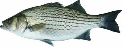Yellow bass are found in Reelfoot Lake and more recently in many reservoirs of the Tennessee and Cumberland rivers where they are moderately common to abundant.