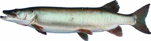 Pike There are two species of pike commonly sought by anglers, the muskellunge and the pickerel. The muskellunge occurs as two distinct strains.