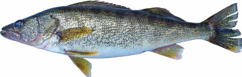 Sauger are found in all mainstream reservoirs of the Tennessee and Cumberland river systems, the Mississippi River and many larger tributary streams.