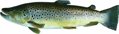 Trout Although four species of trout are found in Tennessee, only one, the brook trout, is native to the state.