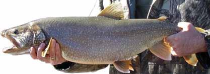 Rainbow Trout: (Oncorhynchus mykiss) Other names: rainbow, redside Rainbow trout are also not native to Tennessee, but they have been stocked extensively in the state, particularly in the eastern
