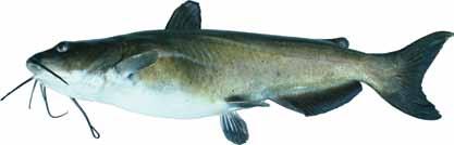 Catfish Although approximately twenty-one native species of catfish exist in Tennessee, only six species are commonly caught by anglers.