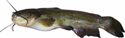 Food includes gizzard shad, freshwater drum, carp, channel catfish, bullheads, bluegill and occasionally crayfish.