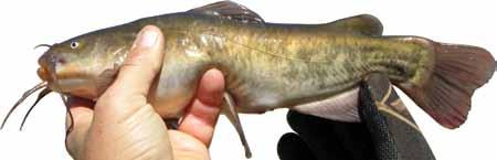 Brown bullhead feed on mollusks, insects, leeches, sunfishes, crustaceans, worms, algae, plant material, fishes (usually dead) and fish eggs.