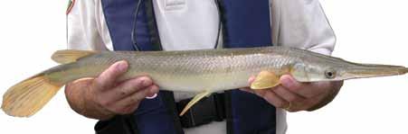 Gar are edible, but are not considered a food fish. The eggs of all gar are reported to be poisonous to vertebrate animals, including humans.