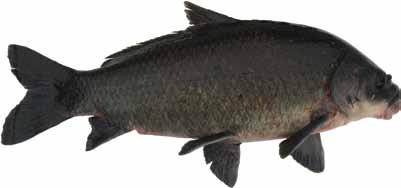 Smallmouth buffalo prefer the clear waters of larger rivers and reservoirs.