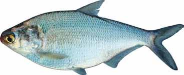 Herring There are five members of the herring family (usually referred to as clupeids) found in Tennessee.
