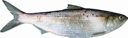Skipjack Herring: (Alosa chrysochloris) Other names: skipjack, river herring, hickory shad, Tennessee tarpon Skipjack herring prefer large rivers with clear, cool-flowing water.