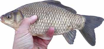 Goldfish resemble the common carp (page 47), but they do not have barbels at the corners of the mouth while common carp do.