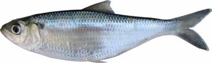 Blueback Herring: (Alosa aestivalis) Other names: blue herring, shad TWRA Staff Blueback herring are native to the Atlantic coast from Novia Scotia to Florida.