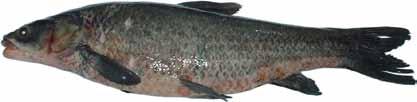 Characteristic differences between adult bighead and silver carp: Doug Hardesty 1) Bighead carp usually have dark blotches along the top (dorsal) area whereas the silver carp does not; 2) The gill