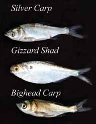 partway along the belly whereas on the silver carp the keel extends to the throat along the belly. Be aware that hybrids of these two species may exhibit characteristics of both species.