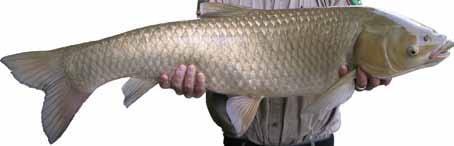 Grass carp are found throughout the state, usually in small ponds and lakes. They are also often found in rivers and lakes where they have escaped from stocked ponds.