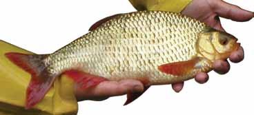 The rudd resembles our native golden shiner (page 36), but the rudd has a scaled keel on the midline of the belly and adults have bright red fins.