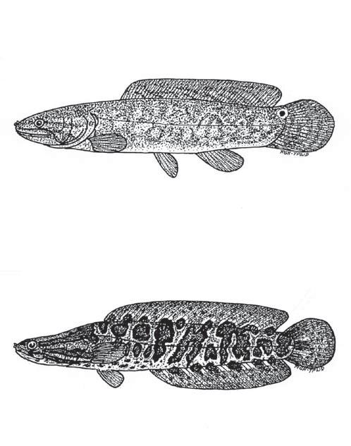 of the U.S. Like many others, this species was probably unintentionally introduced with discharged ballast water from ships. Adult ruffe average 5 to 6 inches, but can reach lengths up to 10 inches.