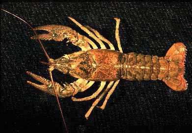 Kentucky River Crayfish: (Orconectes juvenilis) Other name: rusty crayfish The Kentucky River crayfish is native to the tributaries of the Ohio River in southwestern Ohio, northern Kentucky, and