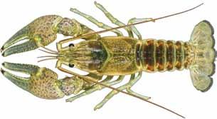 When introduced, negative impacts of this crayfish include destruction of aquatic vegetation, direct competition with native crayfishes, and predation on other aquatic species.