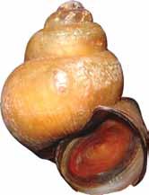 This species can serve as a vector for various parasites and diseases which can infect humans, and they compete with native snails for food and space.