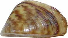 Zebra Mussel: (Dreissena polymorpha) U.S. Fish & Wildlife Service U.S. Geological Survey Zebra mussels are native to the Black, Caspian and Azov seas, and were first discovered in North America in 1988 in the Great Lakes.