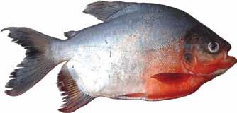 Pacu: (Myleus and Colossoma spp.) Dustin Myles Pacu, a common aquarium species that is closely related to (and looks like) piranhas, is occasionally caught by anglers in Tennessee.