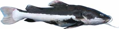 Redtail Catfish: (Phractocephalus hemioliopterus) As with the previous two species, the redtail catfish is a native of South America.