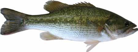 more difficult to catch, Florida largemouth bass have the potential to grow larger than our native largemouth bass.