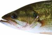 Unfortunately, genetic testing must be conducted to determine if a largemouth bass caught by an angler is a northern or Florida strain, as they are very similar in appearance.