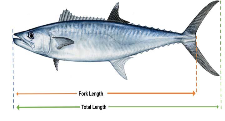 Measurement Guidelines Fork length: the straight-line distance from the tip of the head (snout) to the rear center edge of