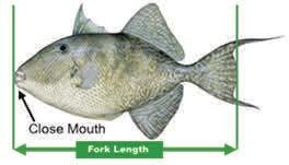 Total length: the straight-line distance from the tip of the snout to the tip of the tail (caudal fin), excluding any