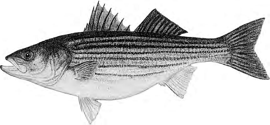 Martha s Vineyard Striped Bass & Bluefish Derby All fish are measured in total length from the tip of the lower jaw to the tip of the tail.
