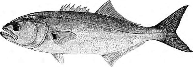 Among the other names used for this species are striper, striped sea-bass, rock, and rockfish. The Striped Bass is the state fish of Maryland and the state freshwater fish of New York.