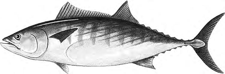 32 inches New Masachusetts regulation: bag limit of 1 fish per day, per angler. 22 inches Atlantic Bonito The Atlantic Bonito, (Sarda sarda) is a large mackerel-like fish of the family Scombridae.