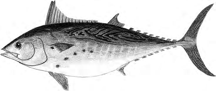 21 inches False Albacore The False Albacore, (Euthynnus alle-teratus), is the most common tuna in the Atlantic. Occurring in large schools and commonly called little tunny or albie.