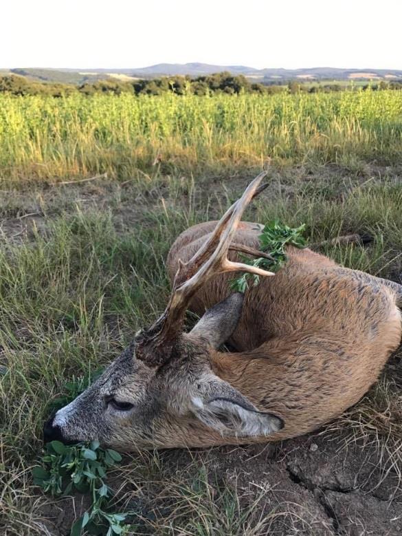 Roebuck from hunting area in Eastern Slovakia ROE DEER PRICE LIST WEIGHT OF TROPHIES Weight of trophies = weight of entire
