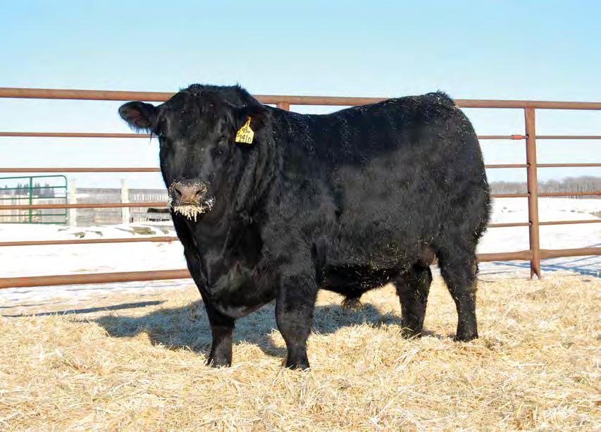 Annual Bull Sale Black Angus Wednesday,