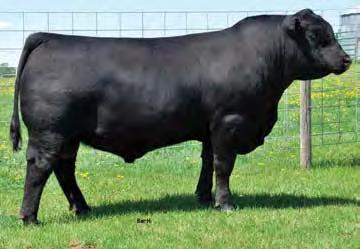 TWO YEAR OLD Bulls 85D BAR~H Turning Point 85D s titlest 1145 BAR-H TURNING POINT 50A 1754916 BH TIBBIE 2Y BH ECHO 53Z 1694014 BH EVENING TINGE 12W 1940074 AHpc 85D 10/04/2016 RA lincoln w144 s cora
