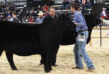 111D S TITLEST 1145 1714045 BH ECHO 68X 1588148 BH ROLLETTE 2T TWO YEAR OLD Bulls 1940838 AHpc 111D 17/04/2016 A favorite from birth, cow family is impeccable Outstanding EPD profile Top 15% weaning