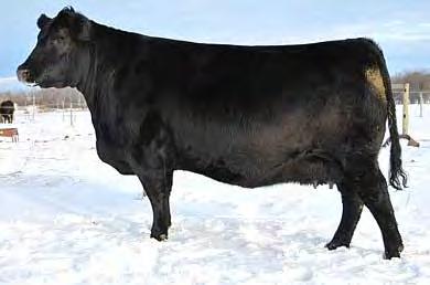 6.5 2.5 69 125 33 68 1.23 7.0 8.0-0.18 42 0.37 0.078 This is a true sale feature. Mindbender was designed with the future in mind. First of all he is fresh, outcross genetics to most every program.
