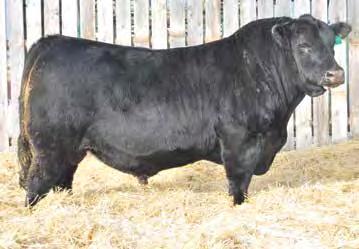 143D GDAR GAME DAY 449 S SUMMIT 956 1834453 S PRIDE ANNA 709 TWO YEAR OLD Bulls Summit is a calving ease sire that is virtually unmatched for maternal superiority and udder structure.
