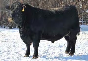 Also, his daughters maintain their flesh well year around, raise big calves with exceptional breed back.