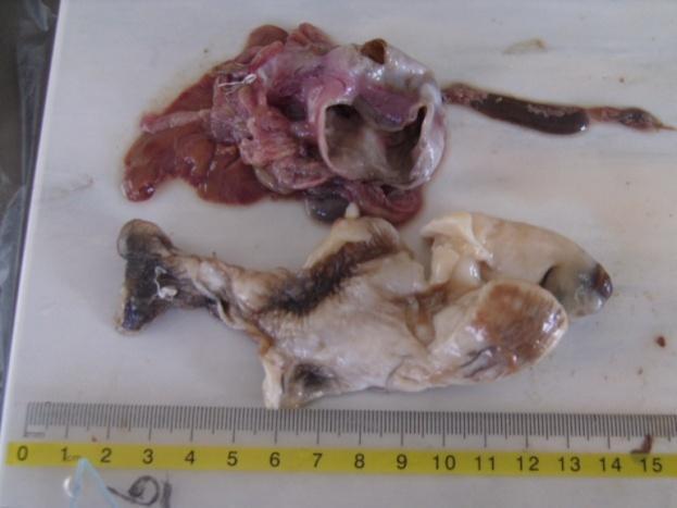 assumed that as an opportunistic species the specimen stole the conch meat from the scuba diver. Fishermen use a metal tool to obtain the conch meat meaning E.