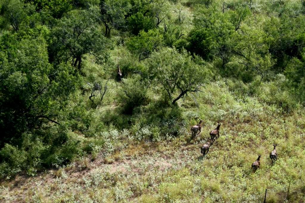 Herd of Nilgai which free roam between the Tecolote and the King
